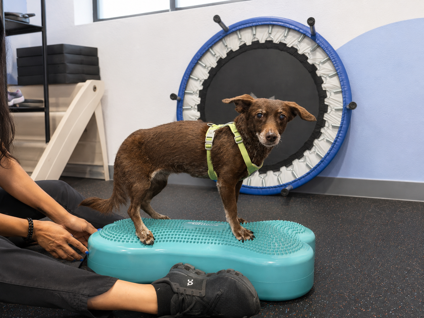 Terapia de rehabilitación para mascotas