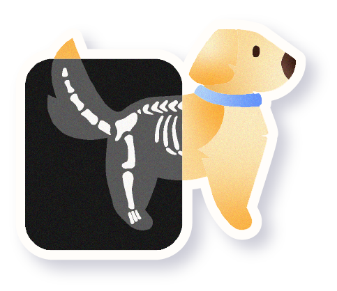 Radiografía de un perrito