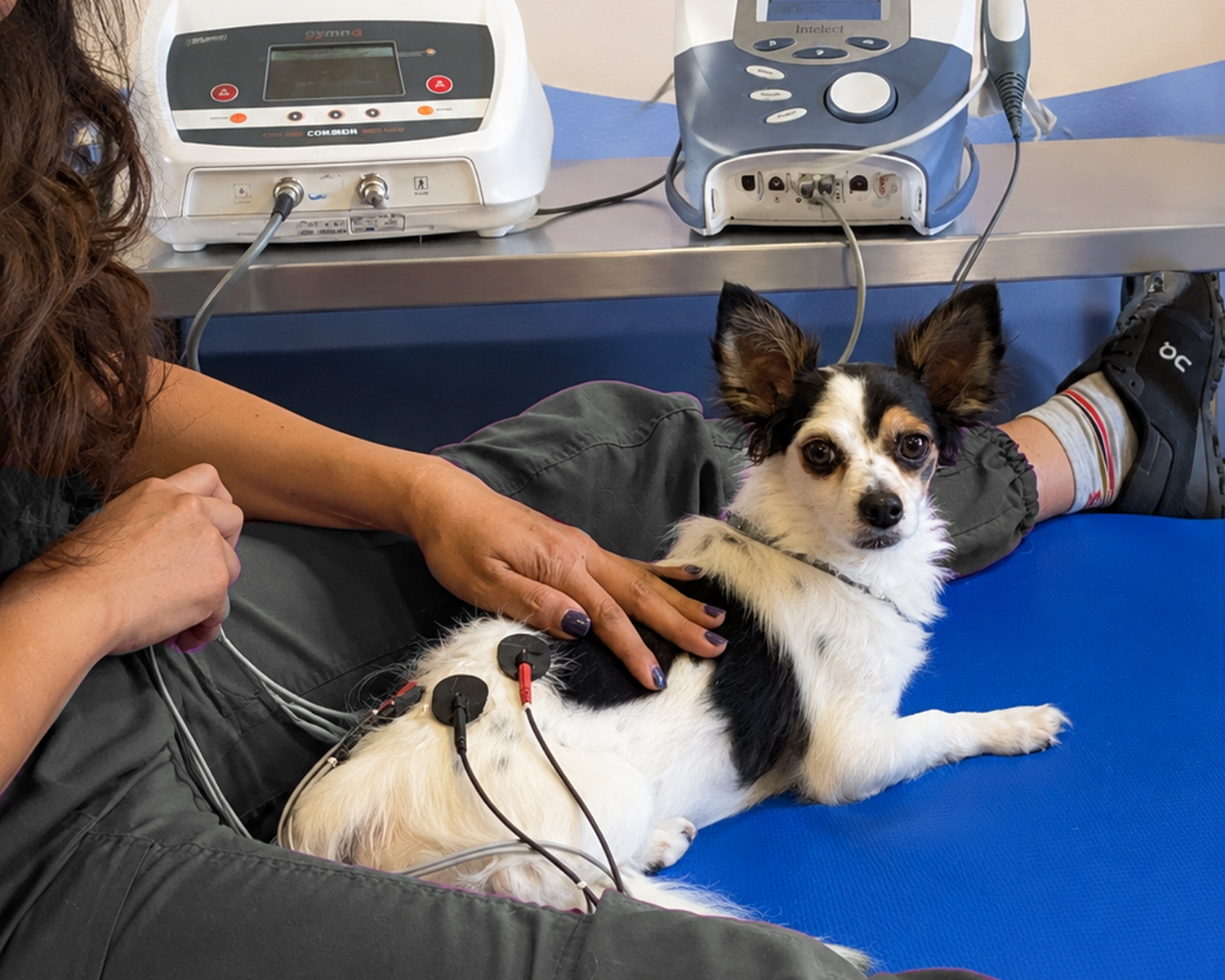Paciente canino durante una sesión de electroterapia