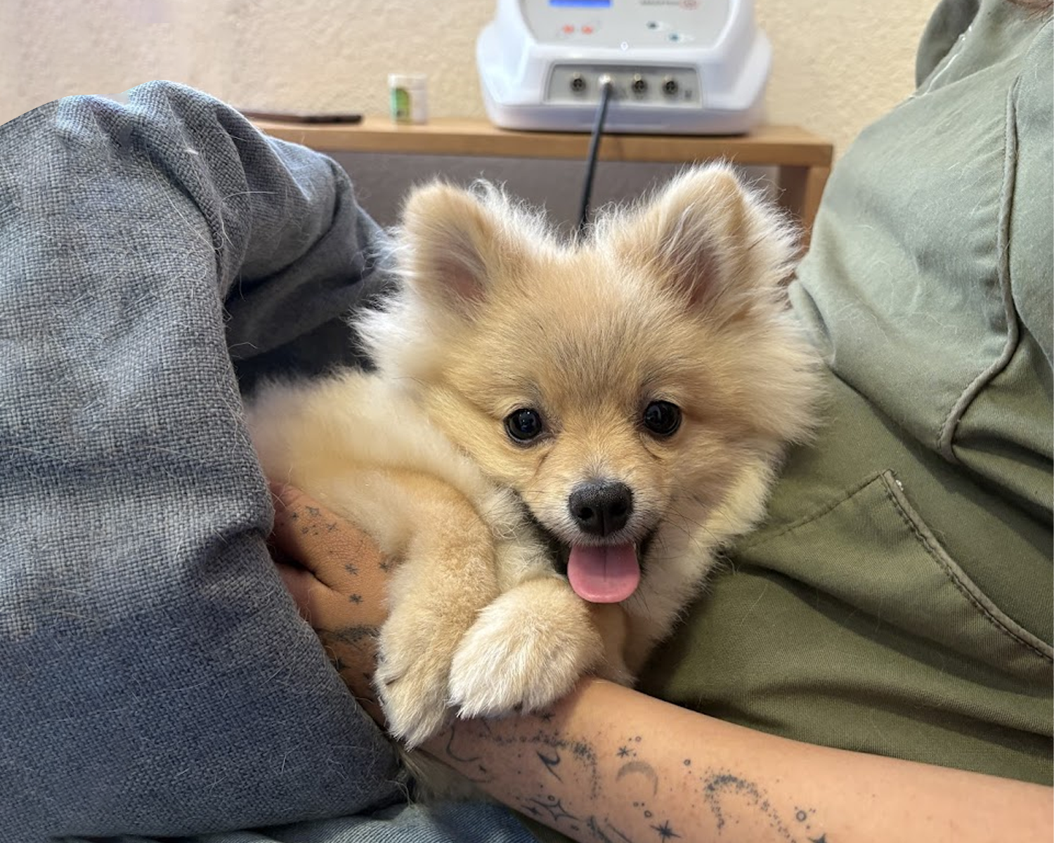 Paciente canino durante una sesión de magnetoterapia