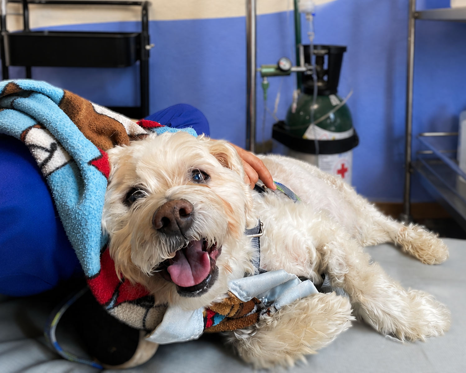 Paciente canino durante una sesión de ozonoterapia
